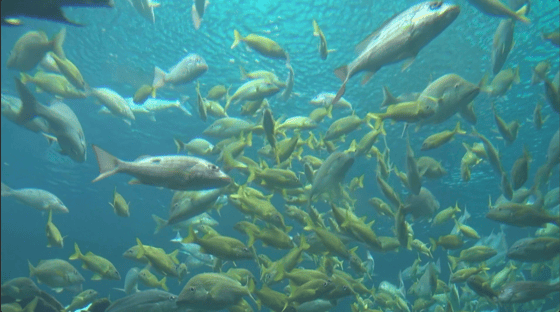 16. groups-of-fish-swimming-near-surface-2-SBV-300094438-HD