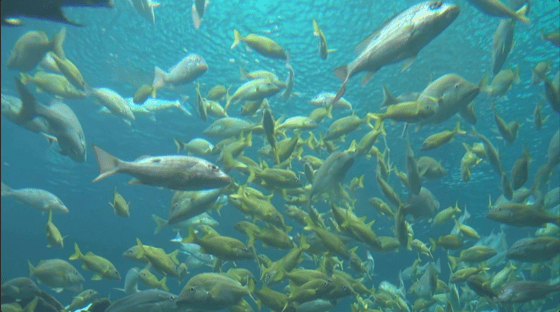 16. groups-of-fish-swimming-near-surface-2-SBV-300094438-HD