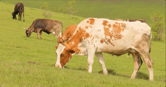 2. cows-together-grazing-in-a-field-cows-running-into-the-camera-SBV-346750259-HD