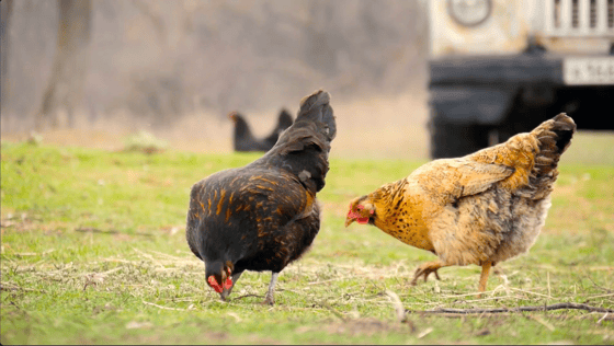 3. free-range-chicken-farm-in-village-outdoors-group-of-chickens-going-out-from-coop-i-SBV-323236882-HD