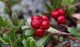 31) Bearberry