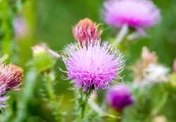 9) Milk Thistle